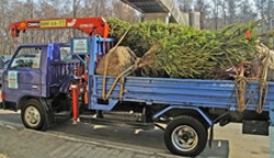 Перевозка деревьев